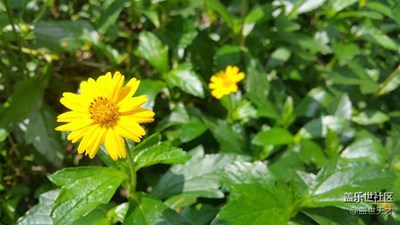 【别样国庆】+汕头+路边的野花你……