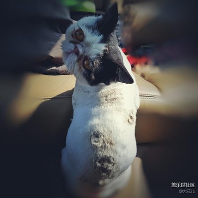 猫星人～狗狗～
