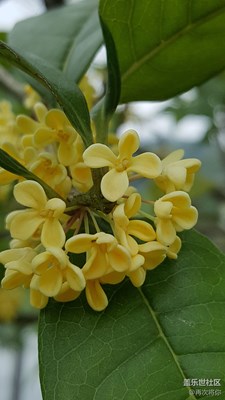 【带着手机去撒欢儿】+八月桂花香