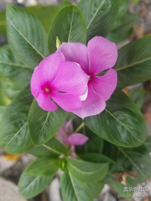 顽强的野花