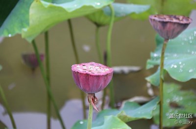 莲蓬