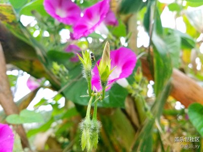 牵牛花