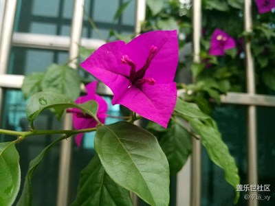 叶子花