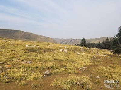 祁连山原生态牧场