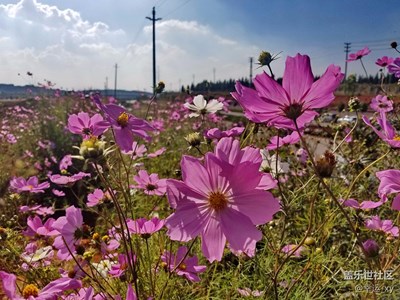 [摄影]曲靖马龙县南海子花海