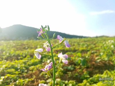 S7微距拍摄菜子花