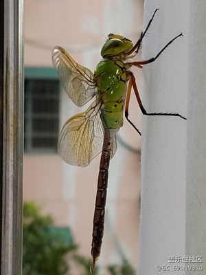 窗台上的蜻蜓