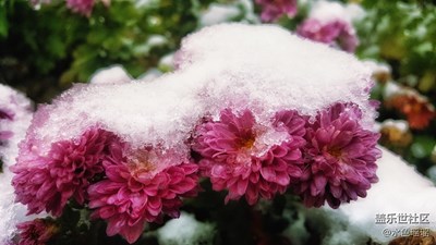 新疆的初雪