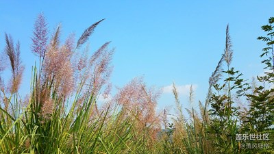 【一叶知秋】 绵阳市三台县+茅絮飘飘深秋到