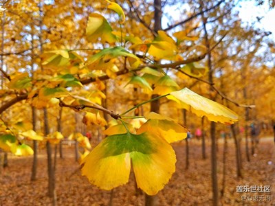 【一叶知秋】+北京+秋风起，叶儿黄，却道天凉好个秋！