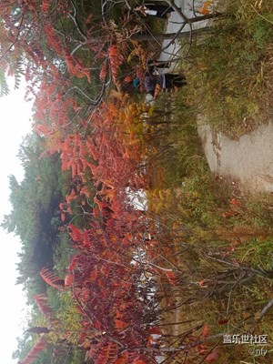 【一叶之秋】+哈尔滨+本溪红叶