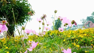 香草园遛弯儿