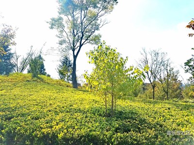 【S7拍摄】植物、城市