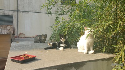 猫小咪