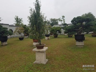 盆景展三