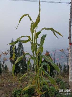 屹立不倒的植物