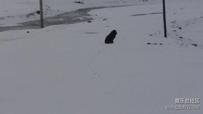 【黑白影像】+祁连+小黑狗和雪景。