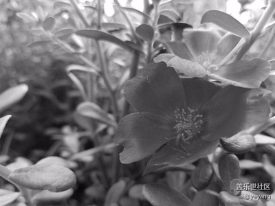 【黑白影像】+上海+花儿