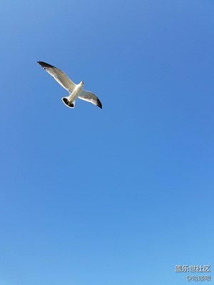 海鸥海鸥