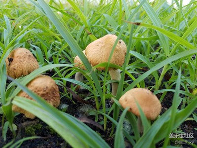 【S7拍摄】蘑菇
