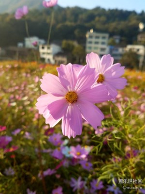 田野花朵