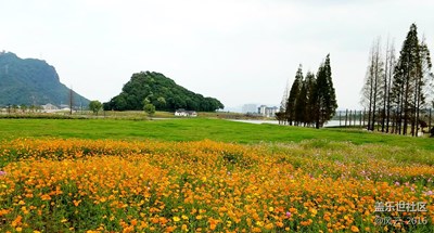 湘湖--那些花儿