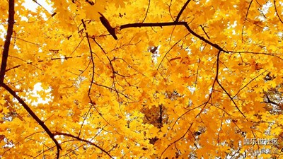 颐和园的秋之美