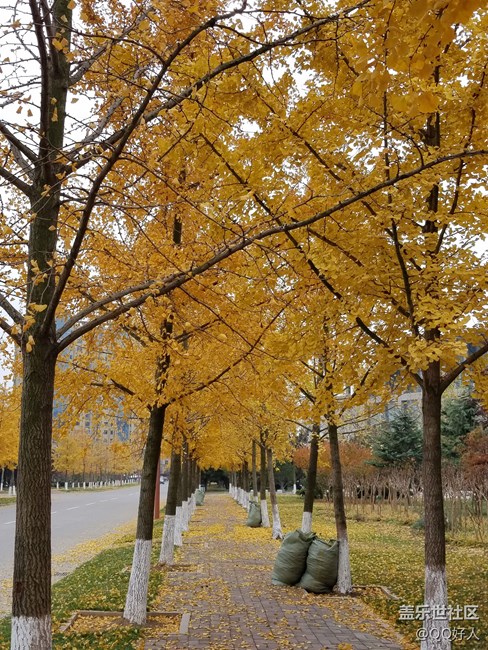 冬日暖景，银杏叶落