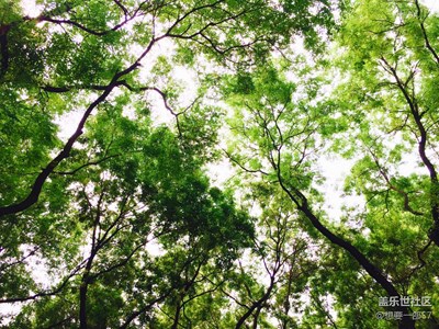 【原创】记忆里的夏