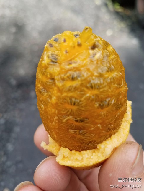 老林野果