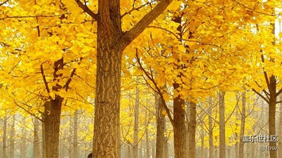 秋日最后的颜色-银杏林风景