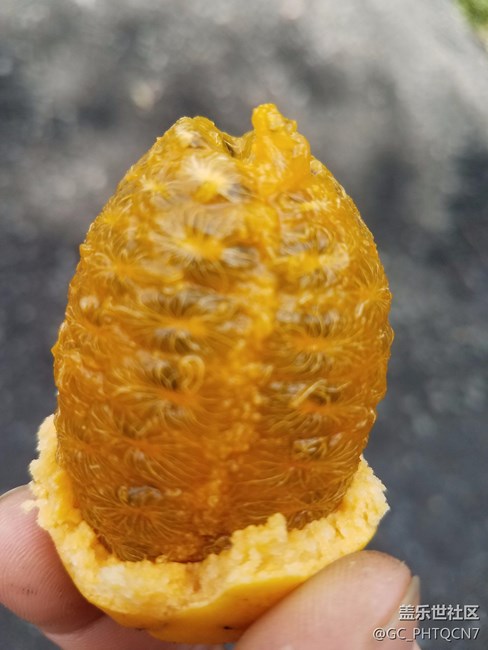 老林野果