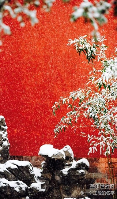 香中别有韵 清极不知寒 紫禁城初雪
