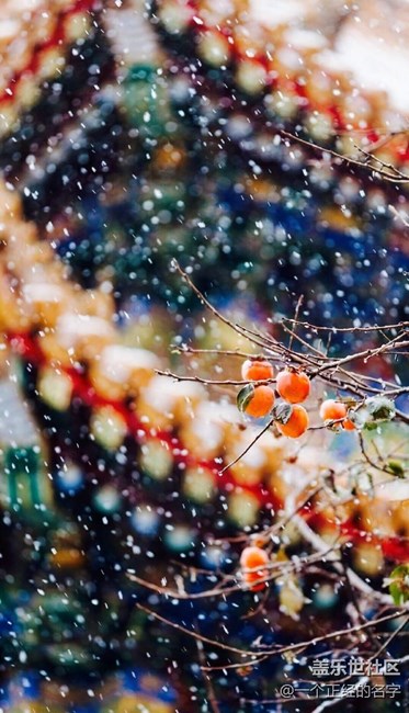 香中别有韵 清极不知寒 紫禁城初雪
