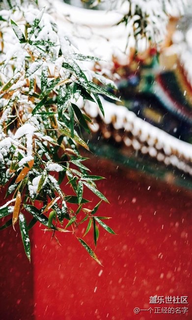 香中别有韵 清极不知寒 紫禁城初雪
