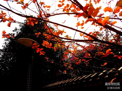 【拍吧摄影周赛第十八期】霜叶红于二月花