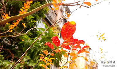 霜叶红于二月花+绵阳市+山野秋霜漫天红