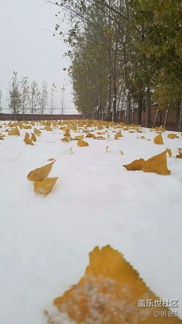 下雪了，s7edge随手一拍