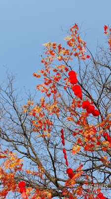 【霜叶红于二月花】+北京+冬天点缀的红色