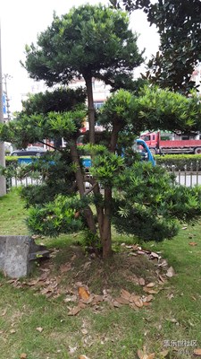 签