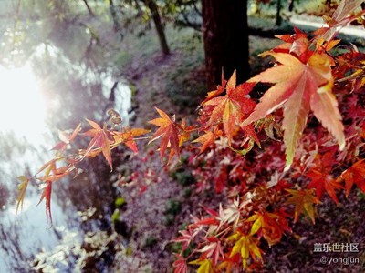 【霜叶红于二月花】   杭州萧山余暨公园      枫叶红了