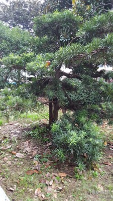 签
