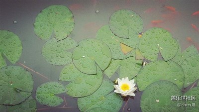 莲