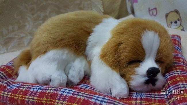 小狗狗