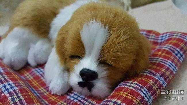 小狗狗