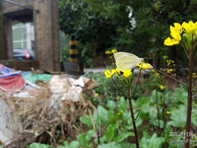 试试，拍的不好