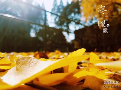 银杏黄了