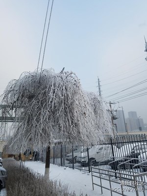雾松
