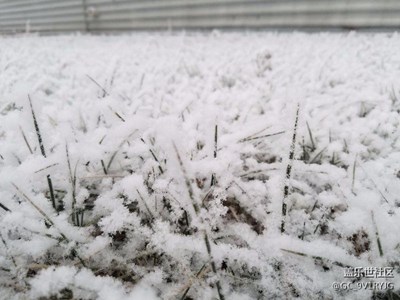 今天廊坊下雪了，