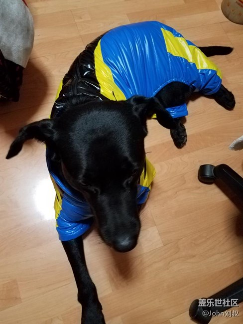 遛狗